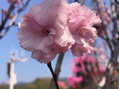 -天适樱花悠乐园