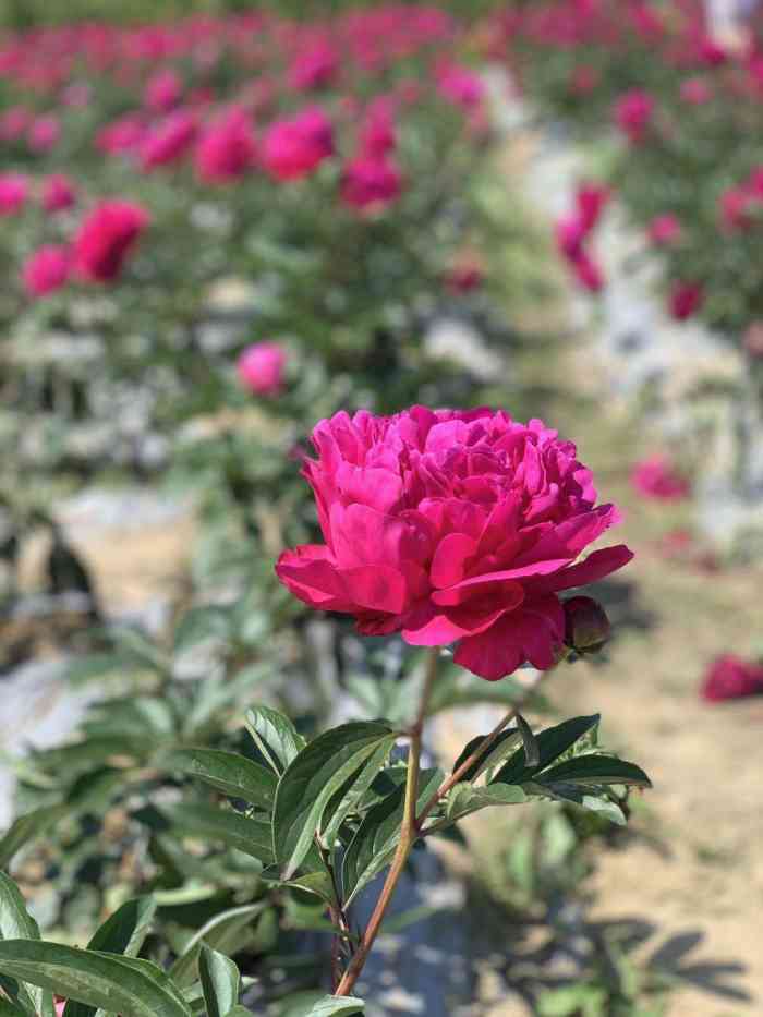 揚州芍藥園-