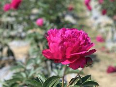 -扬州芍药园(仪征市)