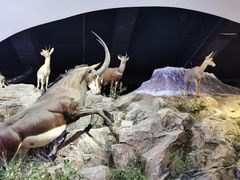 -陕西自然博物馆