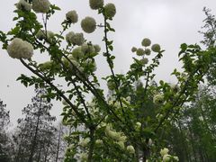 -上海滨江森林公园