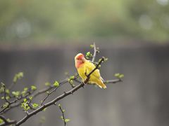 -明明手养鹦鹉(堤角花鸟宠物大世界店)