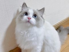 -lincat·猫舍(广州店)