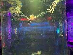 -太奥幻太奇海洋馆
