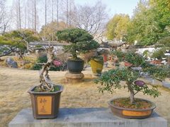 -上海醉白池公园