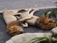 -大连森林动物园