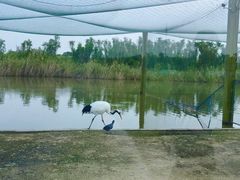 -盐城丹顶鹤湿地生态旅游区