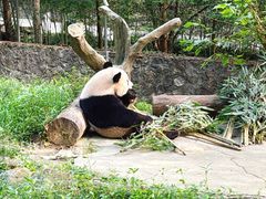 -都江堰中华大熊猫苑