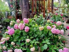 -谷咖啡·鲜花绿植花园餐厅