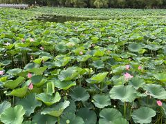 -长春市南湖公园