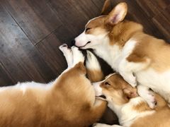 -柯斗斗主题餐厅·狗咖·围炉煮茶·茶饮(国瑞升平里店)