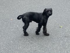 -四川老牛麻辣烫(北门桥店)