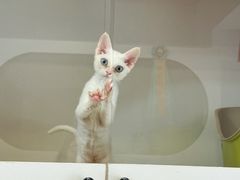 -青奢宠物·青奢猫舍