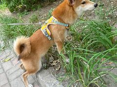 -乖乖宠物医院·猫科·急重症中心(车站北路分院)