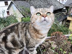 -喵屿·大理花园猫咖