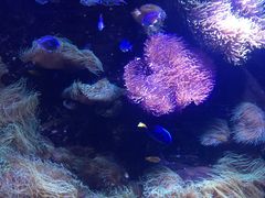 -悉尼海洋生物水族馆