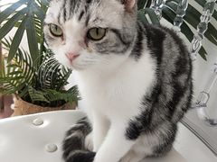 -共舞时光猫咖·狗咖(新街口店)