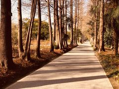 -上海滨江森林公园