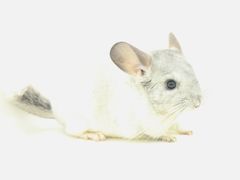 -龙猫仔乐园(惠福东路店)