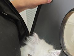 -瑞派福兴宠物医院犬猫全科·骨科·中西医结合(河东店)