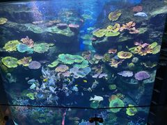 -暹罗海洋世界