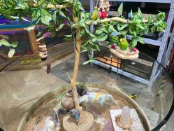 -卡通尼·Safari非洲探索乐园·生日会(金桥国际商业广场店)