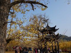 -千年银杏谷文化旅游区