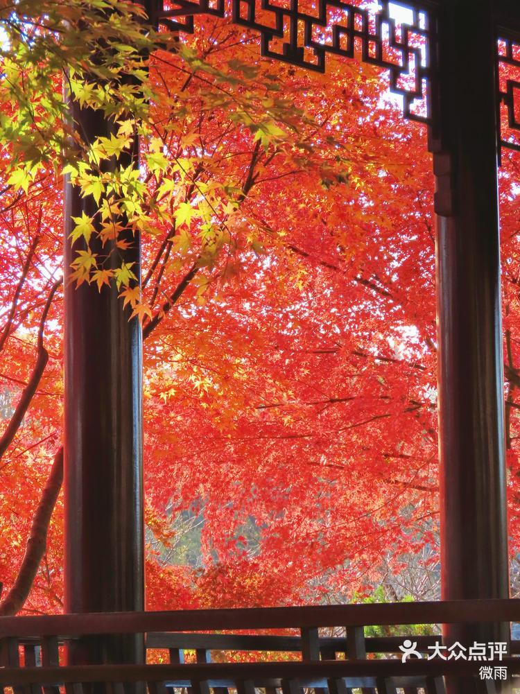 南京明孝陵‼️这片无人秘境的红叶枫了🍁