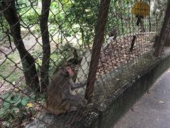 -狮子山郊野公园