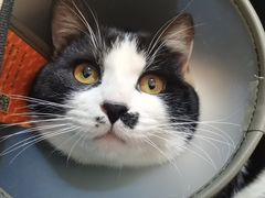 -艾贝尔宠物医院·24H转诊中心·肿瘤猫专科(江宁双龙店)