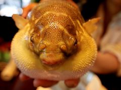 气鼓鼓的河豚-永安鱼庄·镇江菜(东吴路店)