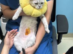 -天宠宠物医院24小时·急重症诊疗中心·全科·腔镜特色(和平分院)