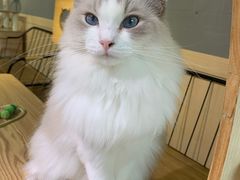 -豆逗聊愈猫阁Easy Life