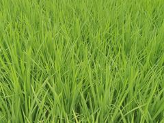 -韶山毛泽东同志故居