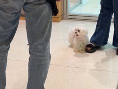 -帕帕拉兹宠物(亚洲旗舰店)