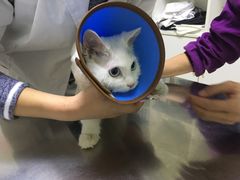 -特一安24小时宠物医院·骨科·中兽医