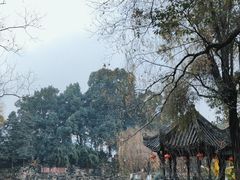 -桂湖森林公园
