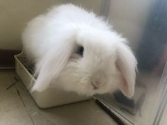 -瑞派名望24h动物医院异宠专科·猫专科·骨科·重症监护分院