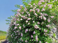 -杏花村文化旅游区