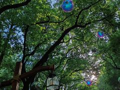 -上海共青森林公园