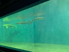 -北戴河圣蓝海洋公园