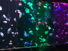 -大明湖海底世界