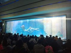 -海合安成都极地海洋公园