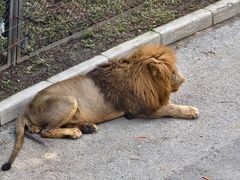 -大连森林动物园