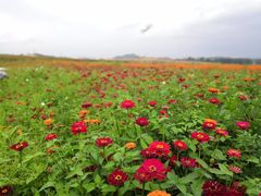-光明小镇欢乐田园