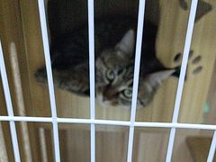 -心仪动物医院·牙专科·肿瘤·心脏科(西客站院)