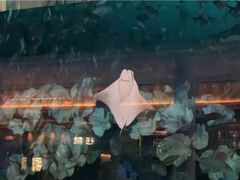 -迪拜水族馆及水下动物园