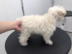 -comecome来吧宠物(奥克斯中心店)