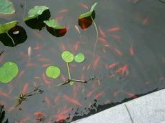 -武清南湖绿博园