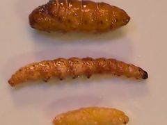 -缘生态云南菜·野生菌庭院餐厅(华侨城店)